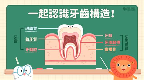 牙齒的功能|牙齒結構與健康的牙齒 